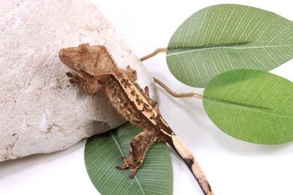Reverse Stripe Extreme Harlequin Crested Gecko