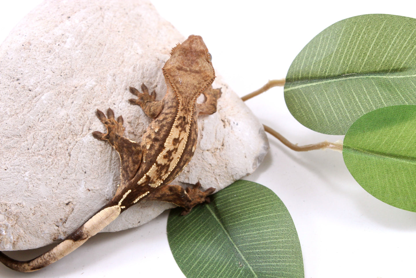 Reverse Stripe Extreme Harlequin Crested Gecko