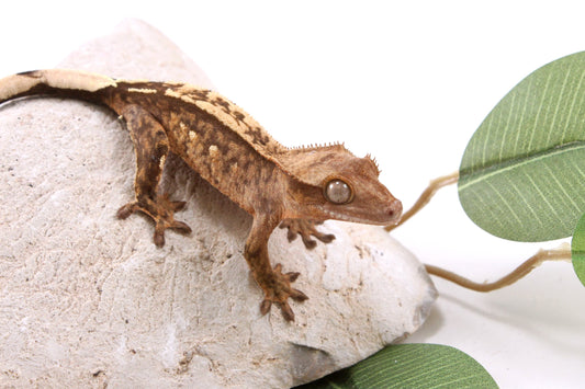 Reverse Stripe Extreme Harlequin Crested Gecko