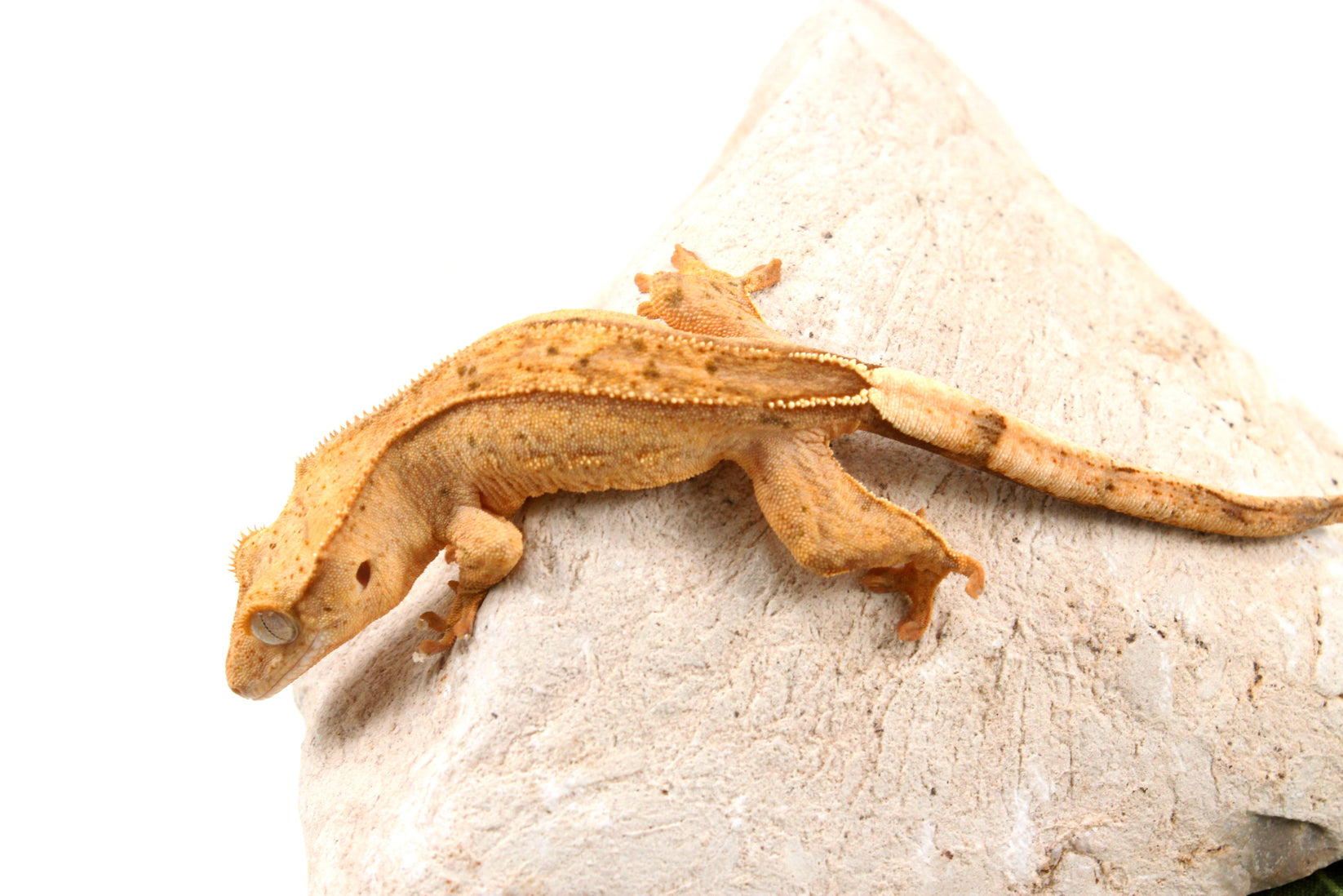 Yellow Reverse Stripe Crested Gecko - All Reptiles