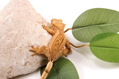 Yellow Reverse Stripe Crested Gecko