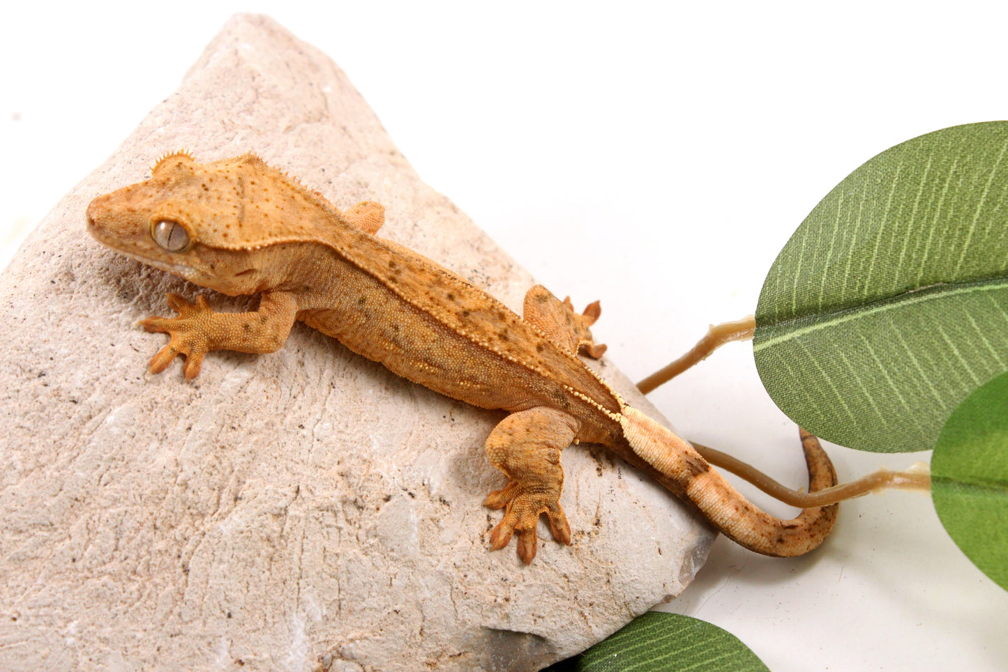 Yellow Reverse Stripe Crested Gecko