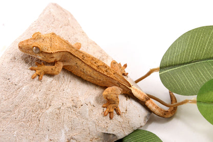 Yellow Reverse Stripe Crested Gecko