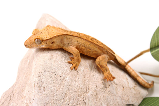 Yellow Reverse Stripe Crested Gecko