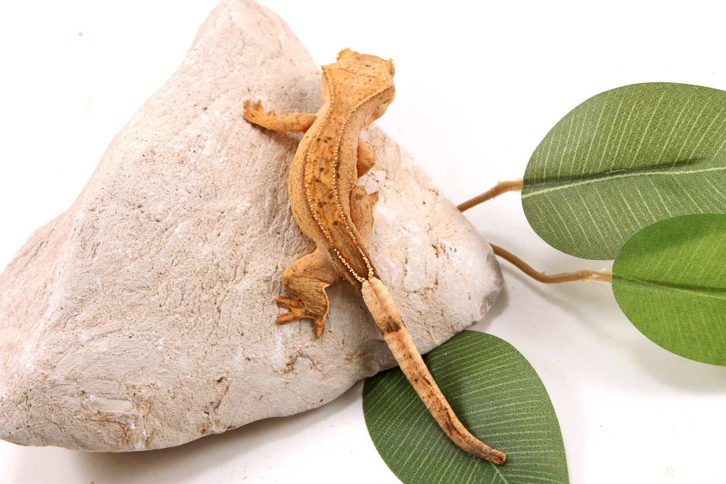 Yellow Reverse Stripe Crested Gecko