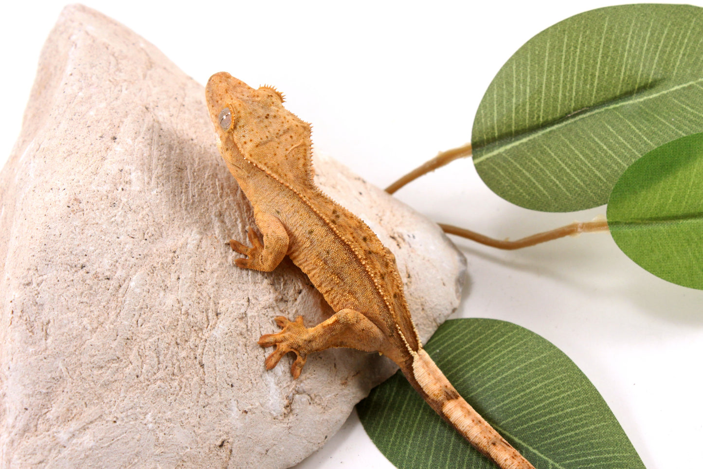 Yellow Reverse Stripe Crested Gecko