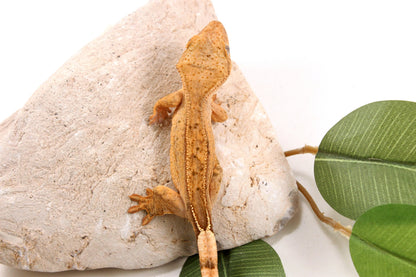 Yellow Reverse Stripe Crested Gecko