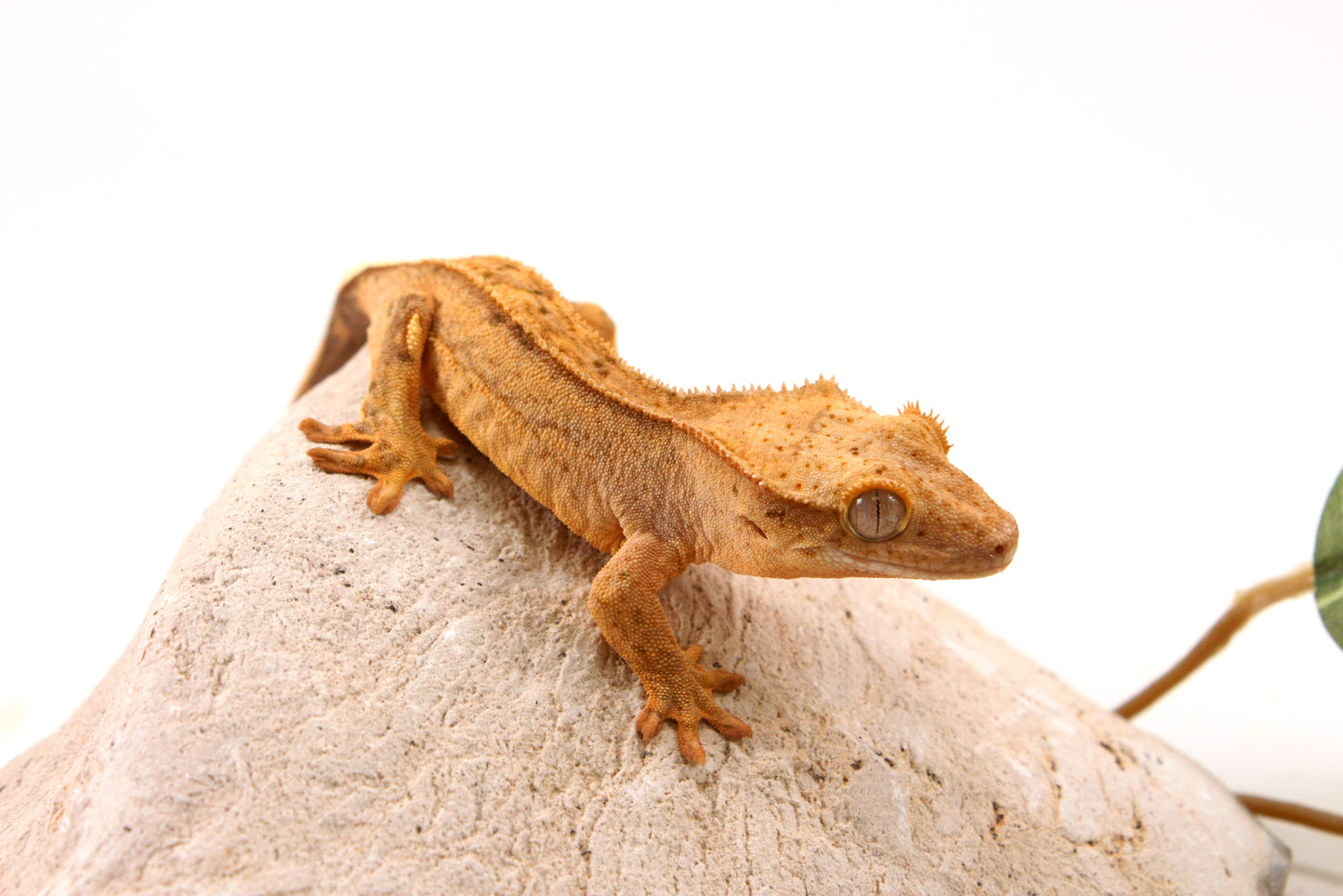 Yellow Reverse Stripe Crested Gecko