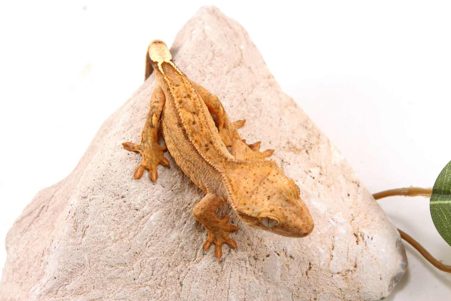 Yellow Reverse Stripe Crested Gecko