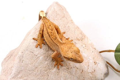 Yellow Reverse Stripe Crested Gecko