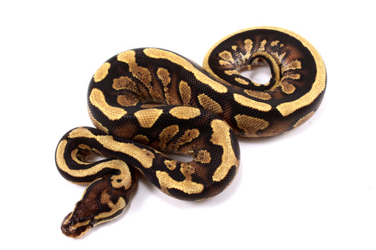 Parkway Ball Python
