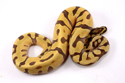 Super Enchi Yellow Belly Desert Ghost Ball Python