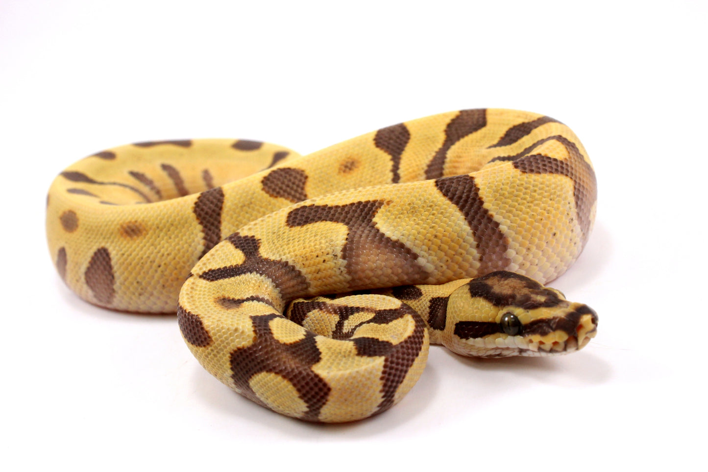 Super Enchi Yellow Belly Desert Ghost Ball Python