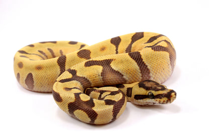 Super Enchi Yellow Belly Desert Ghost Ball Python