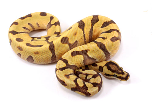 Super Enchi Yellow Belly Desert Ghost Ball Python