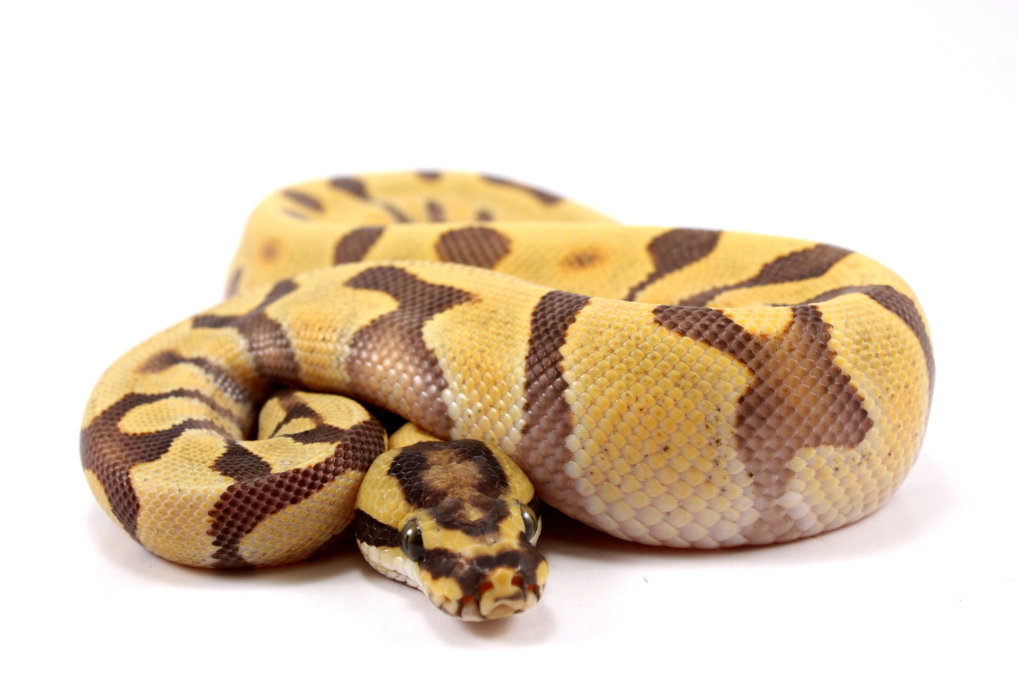 Super Enchi Yellow Belly Desert Ghost Ball Python