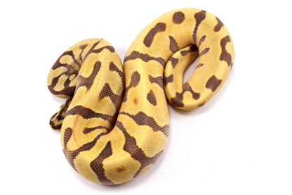 Super Enchi Yellow Belly Desert Ghost Ball Python