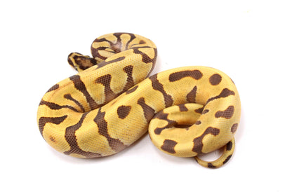 Super Enchi Yellow Belly Desert Ghost Ball Python