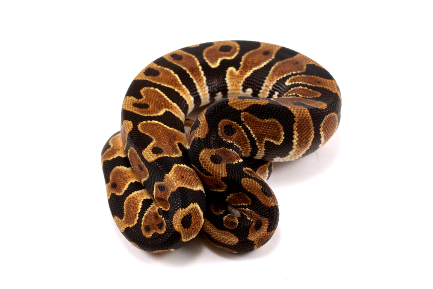 Yellow Belly Ball Python
