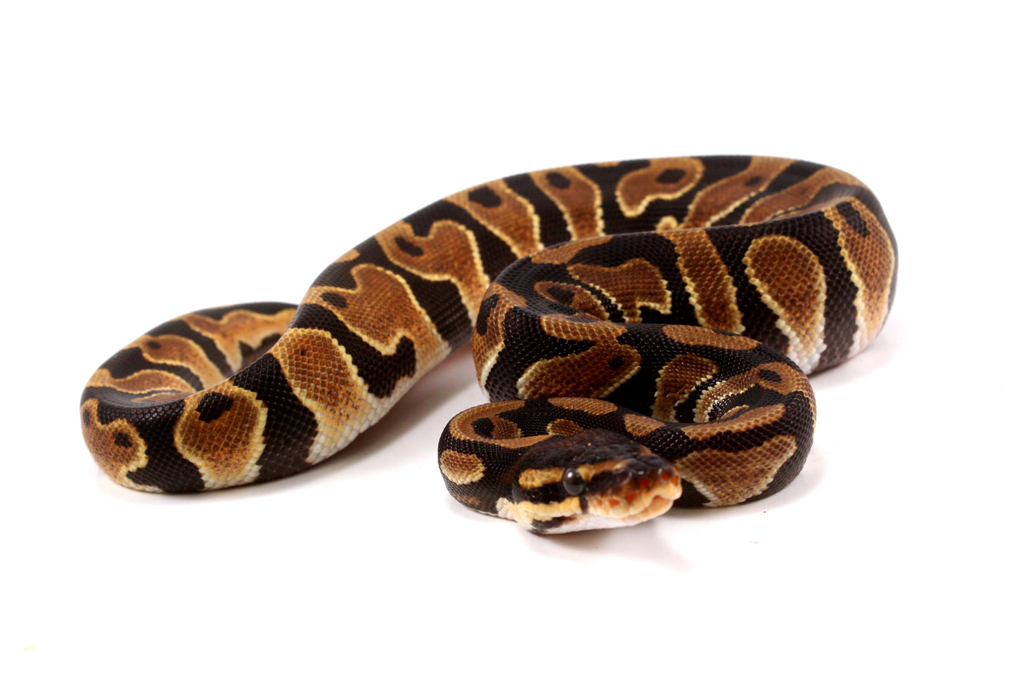 Yellow Belly Ball Python