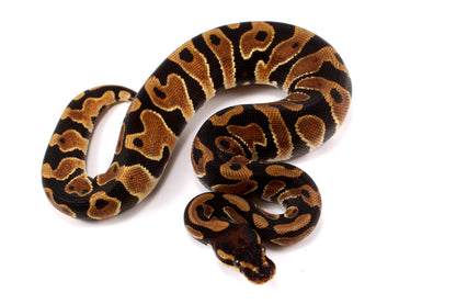 Yellow Belly Ball Python