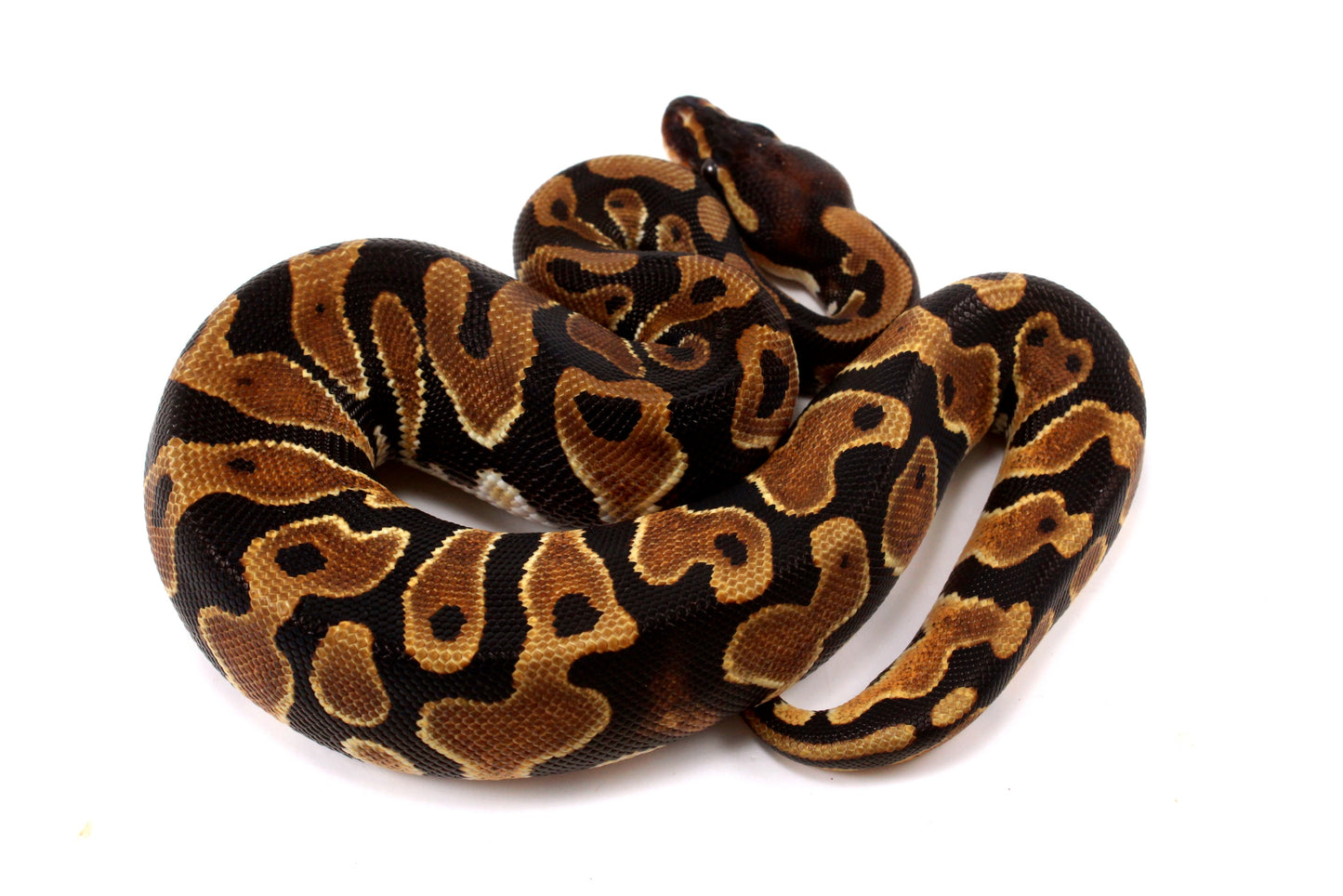 Yellow Belly Ball Python