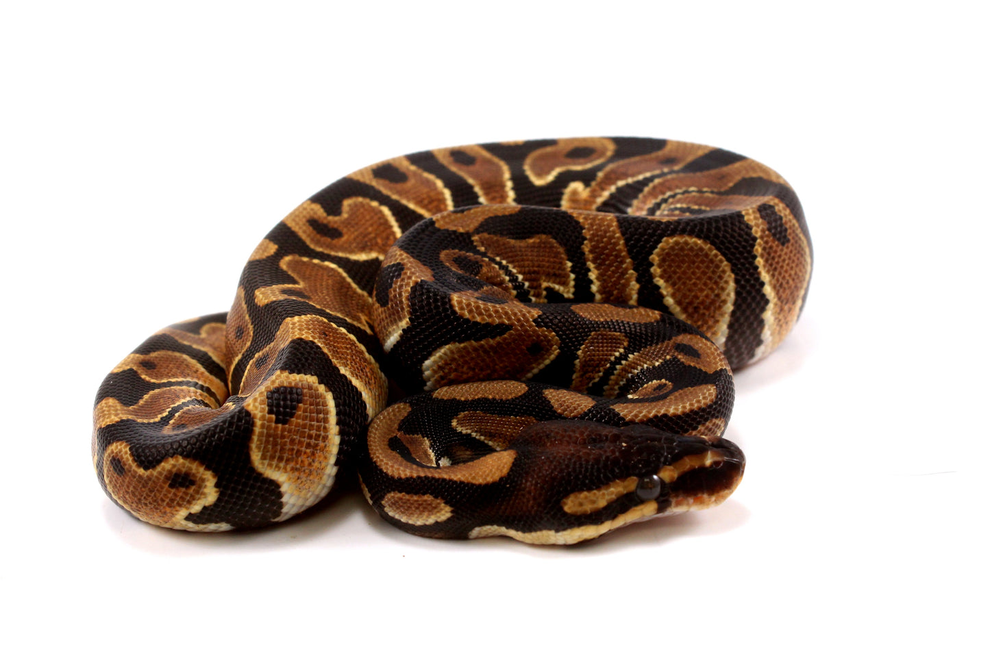 Yellow Belly Ball Python