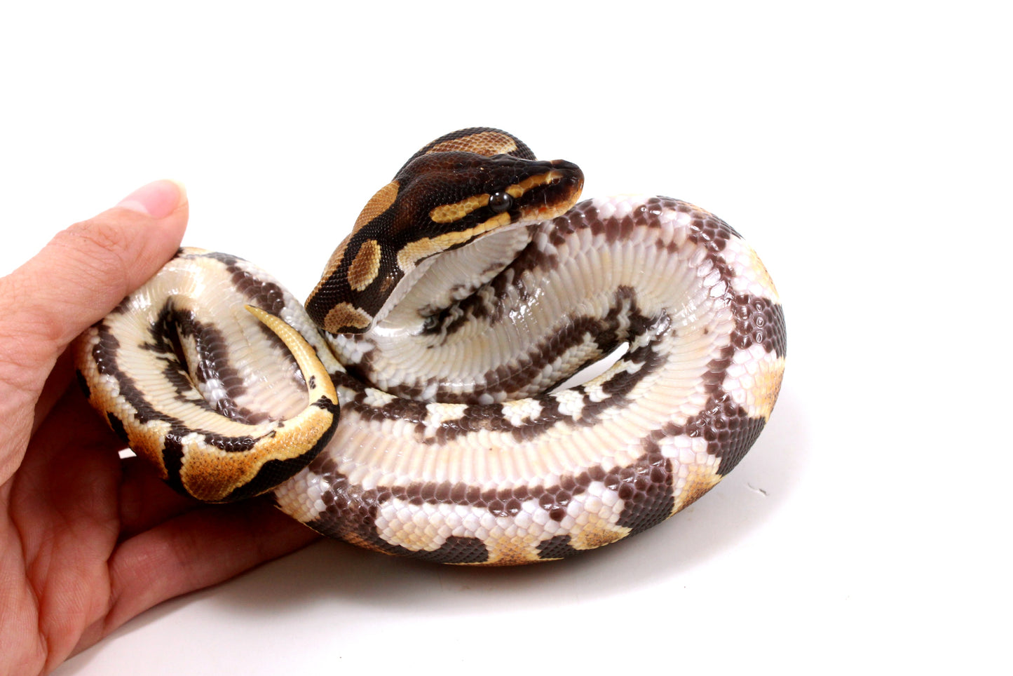 Yellow Belly Ball Python