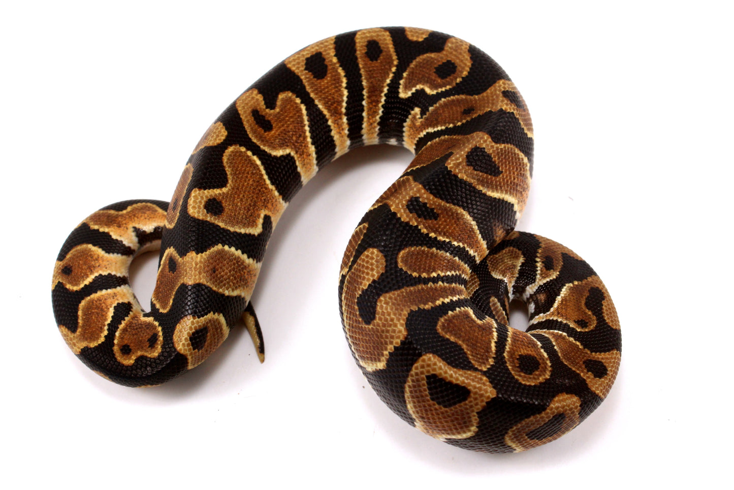 Yellow Belly Ball Python
