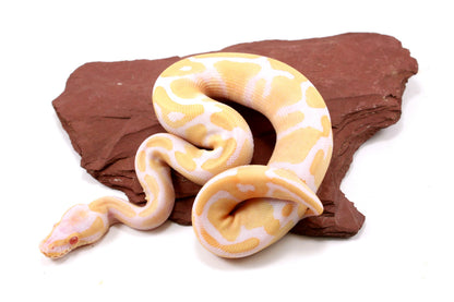 Toffino Ball Python