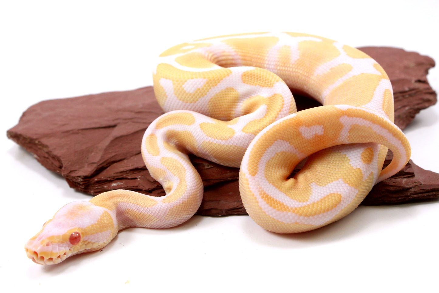 Toffino Ball Python