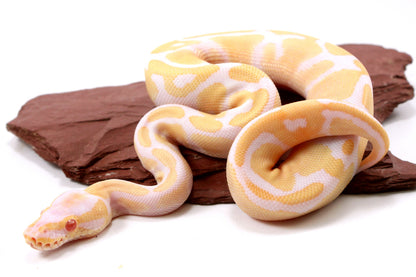Toffino Ball Python
