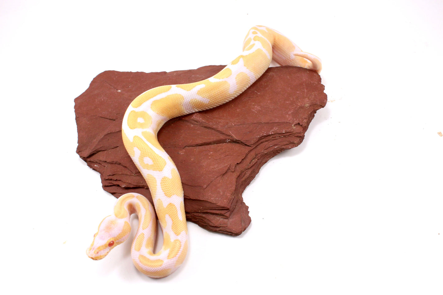 Toffino Ball Python