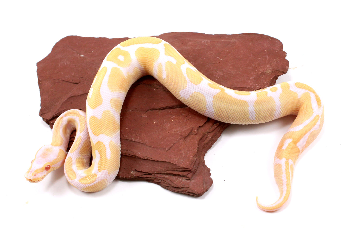 Toffino Ball Python