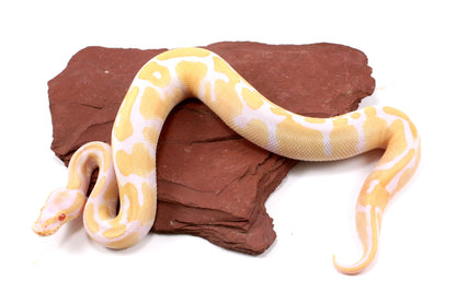 Toffino Ball Python