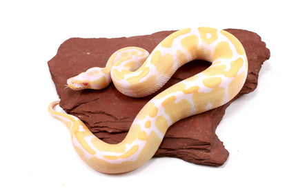 Toffino Ball Python