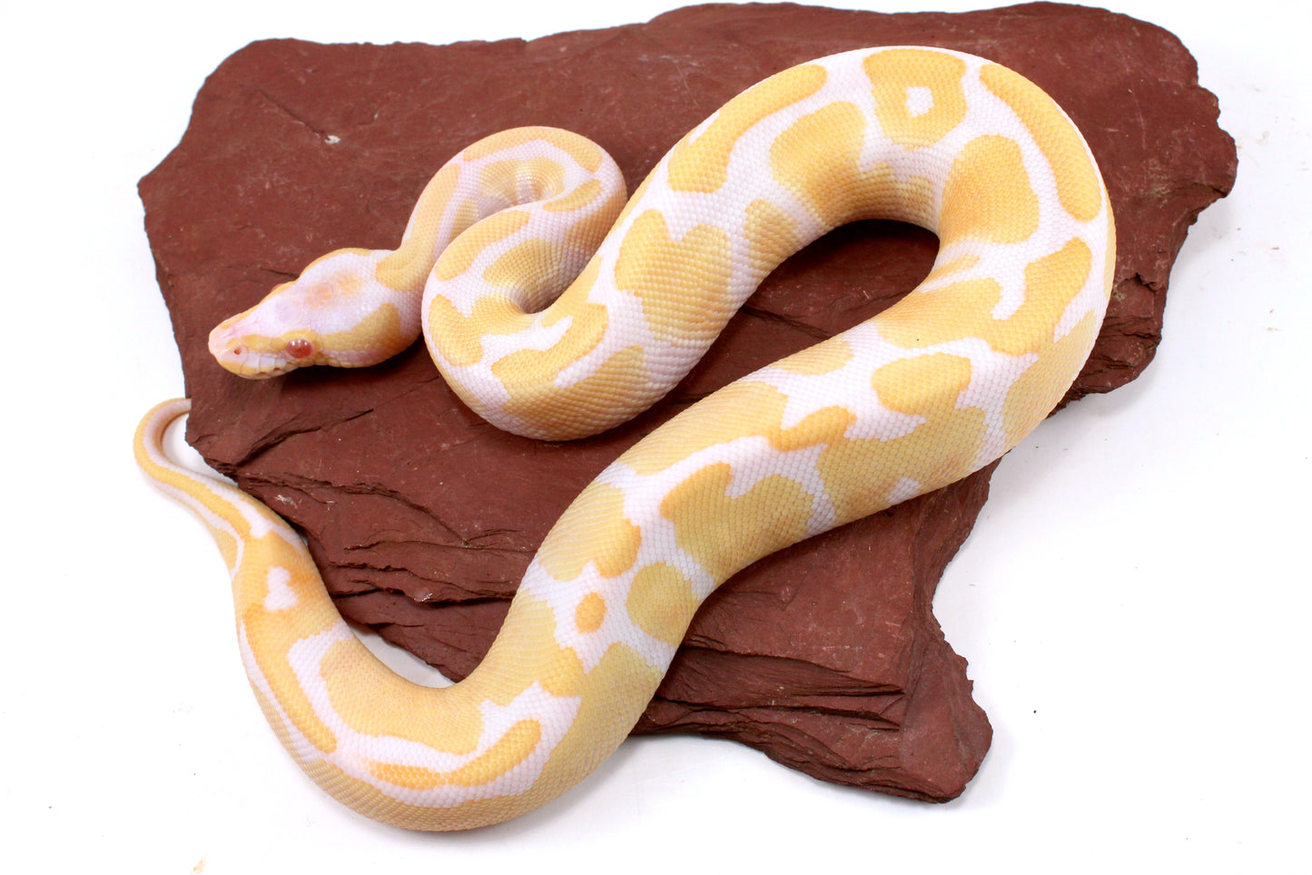 Toffino Ball Python