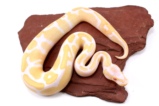 Toffino Ball Python