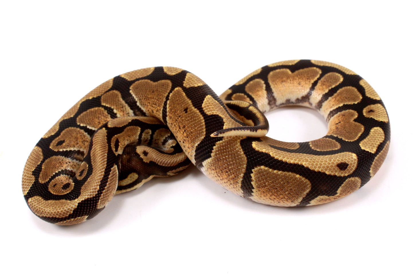 Fire Ball Python