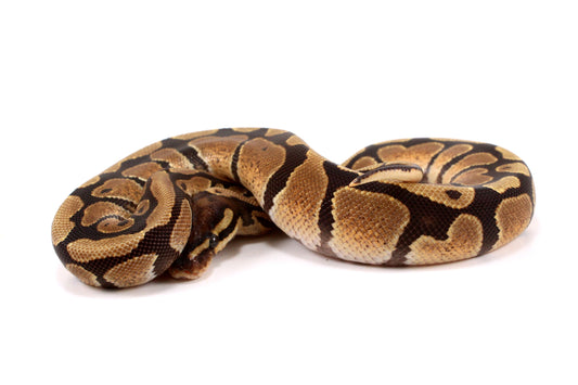 Fire Ball Python