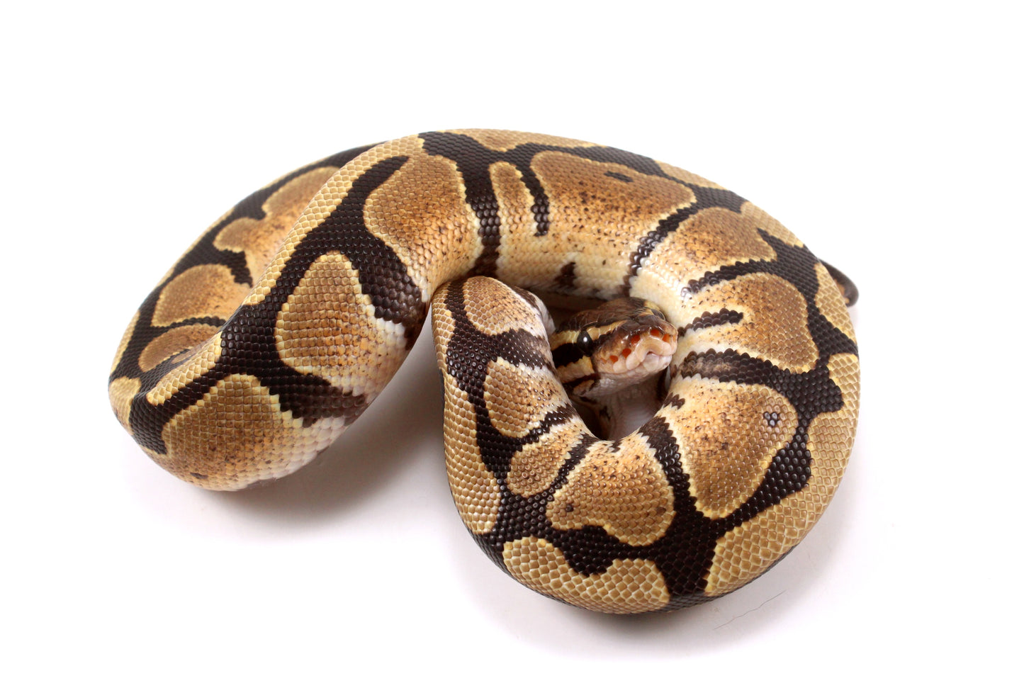 Fire Ball Python