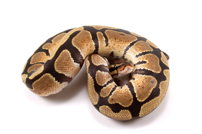 Fire Ball Python