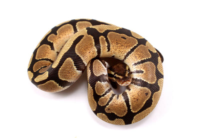 Fire Ball Python