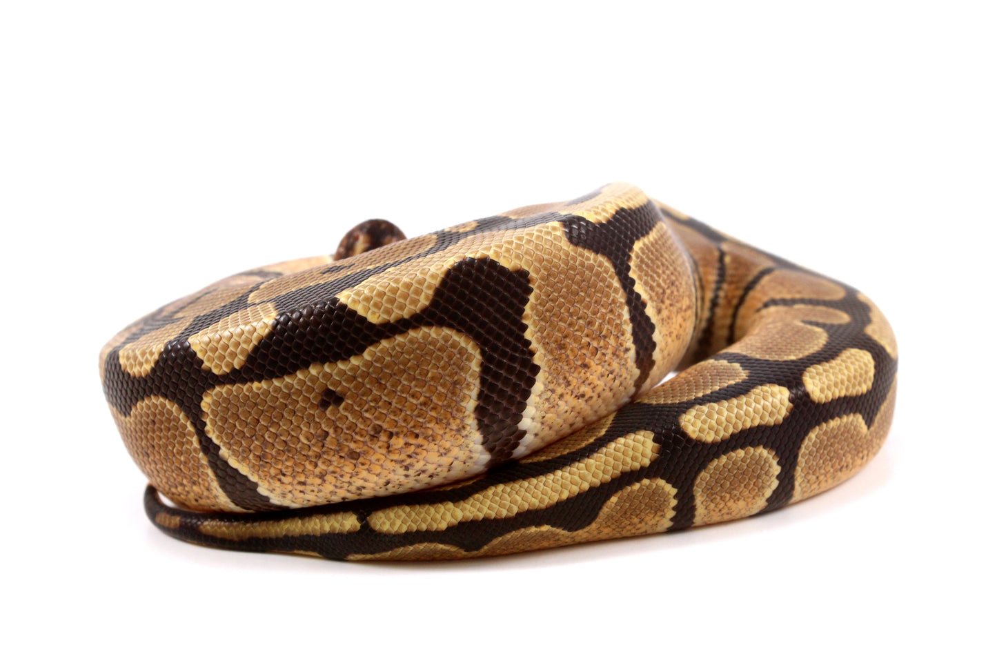 Fire Ball Python