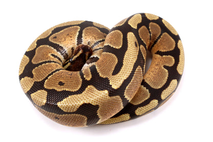 Fire Ball Python