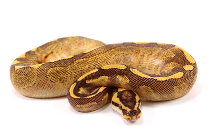 Enchi Super Asphalt Ball Python