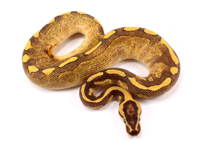 Enchi Super Asphalt Ball Python