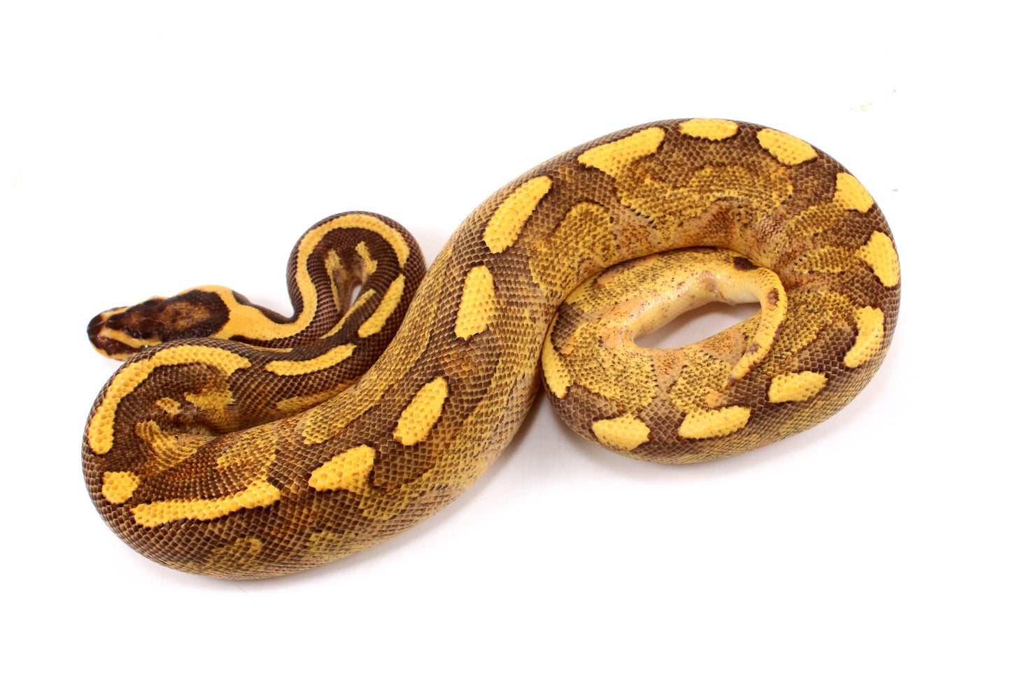 Enchi Super Asphalt Ball Python