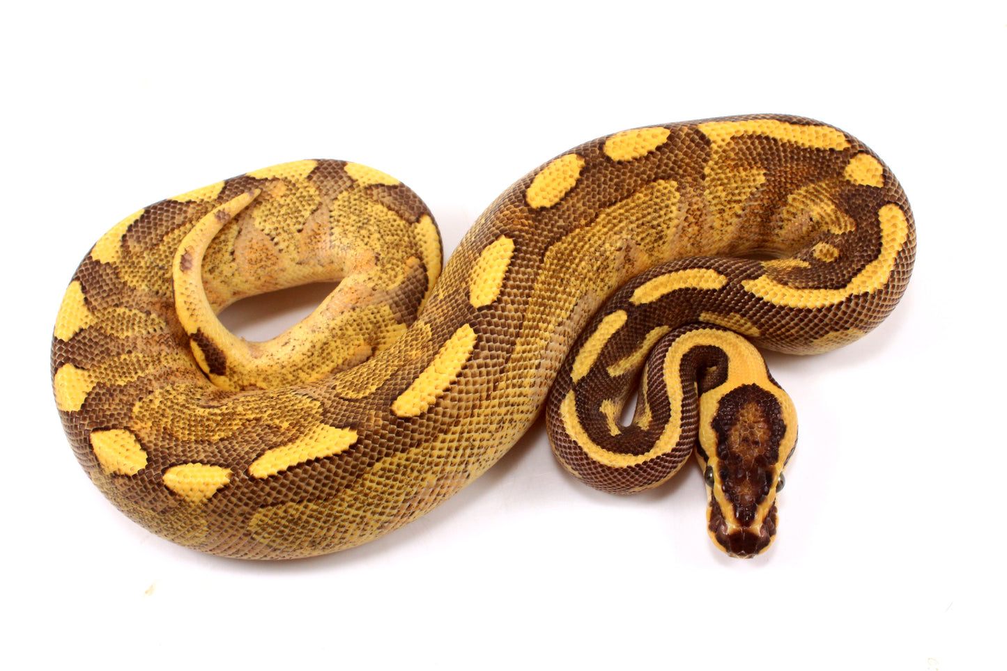 Enchi Super Asphalt Ball Python