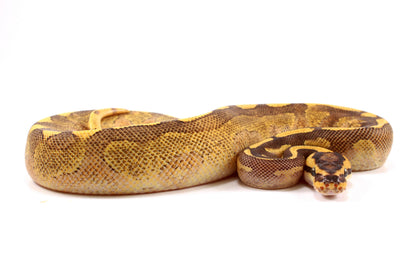Enchi Super Asphalt Ball Python